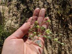 Image of Mojave Sandwort