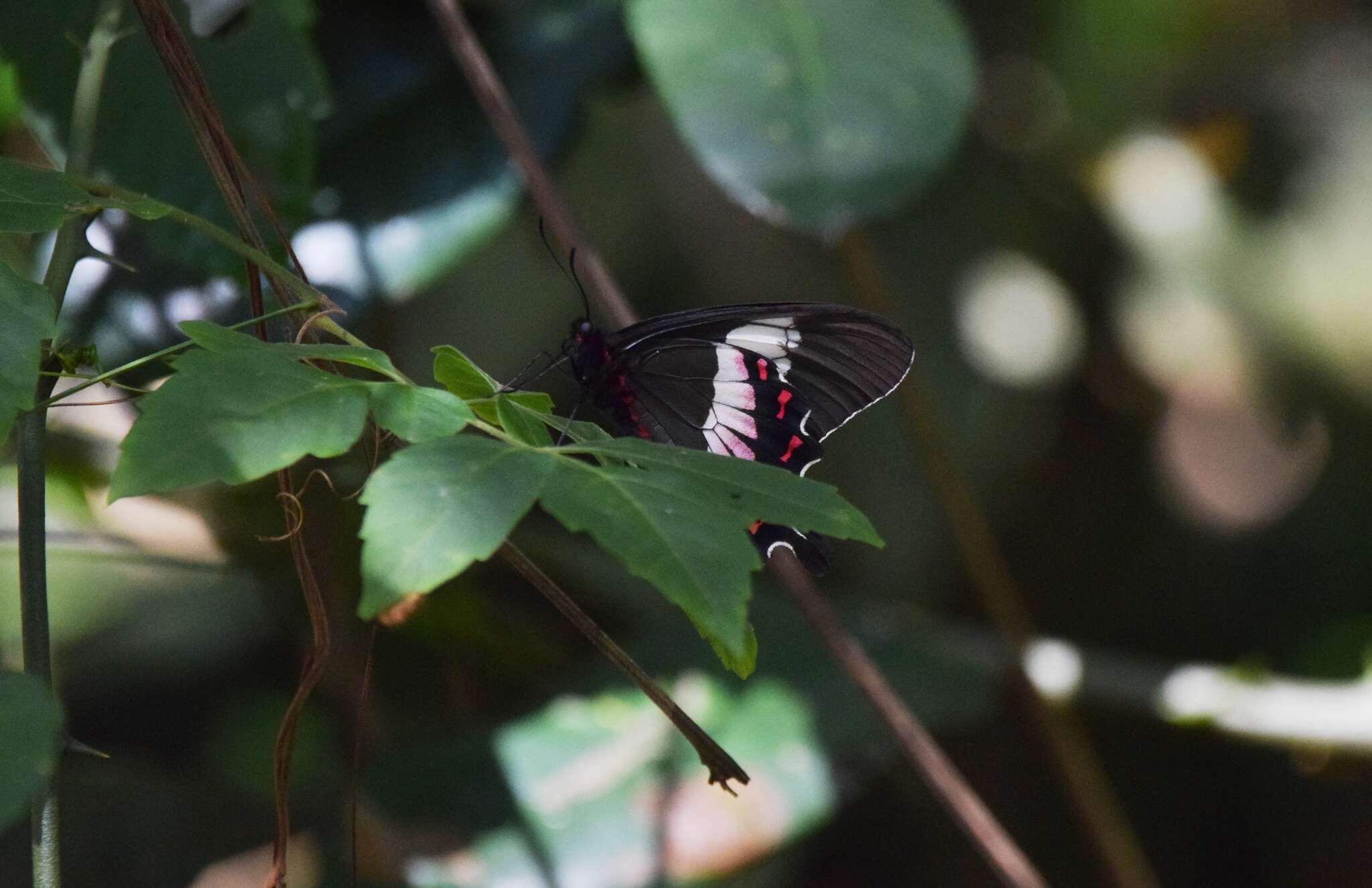 Parides ascanius (Cramer (1775))的圖片