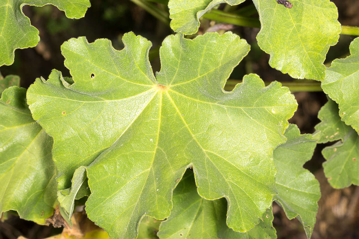 Imagem de Malva arborea (L.) Webb & Berth.