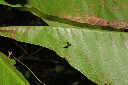 Simira ecuadorensis (Standl.) Steyerm. resmi