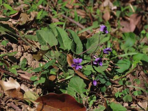 Image of Viola prionantha Bunge