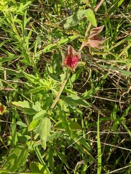 Image of Wright's false mallow