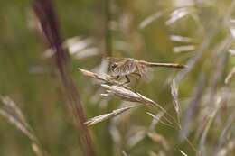 Image of Saffron-winged Meadowhawk