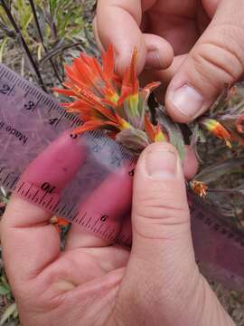 Слика од Castilleja pruinosa Fern.