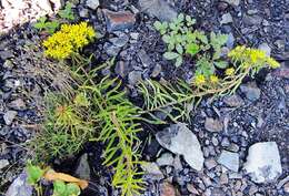 Image of <i>Sedum selskianum</i> Regel & Maak