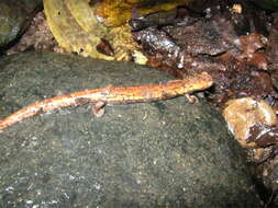 Image of Camron Mushroom-tongue Salamander