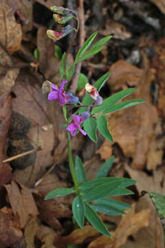 Plancia ëd Lathyrus linifolius (Reichard) Bassler