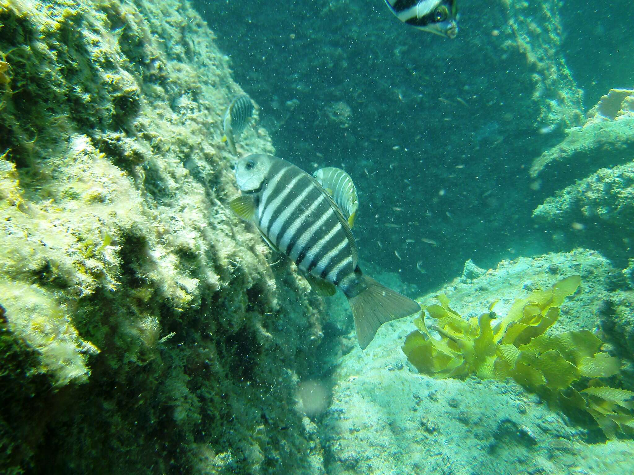 Image of Stripey bream