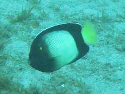 Image of Red Sea Angelfish