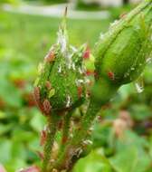 Macrosiphum (Macrosiphum) rosae (Linnaeus 1758) resmi