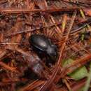 Image of Carabus (Tanaocarabus) forreri Bates 1882