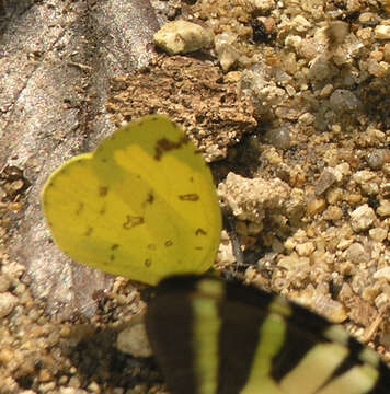 Image of Eurema simulatrix (Staudinger 1891)