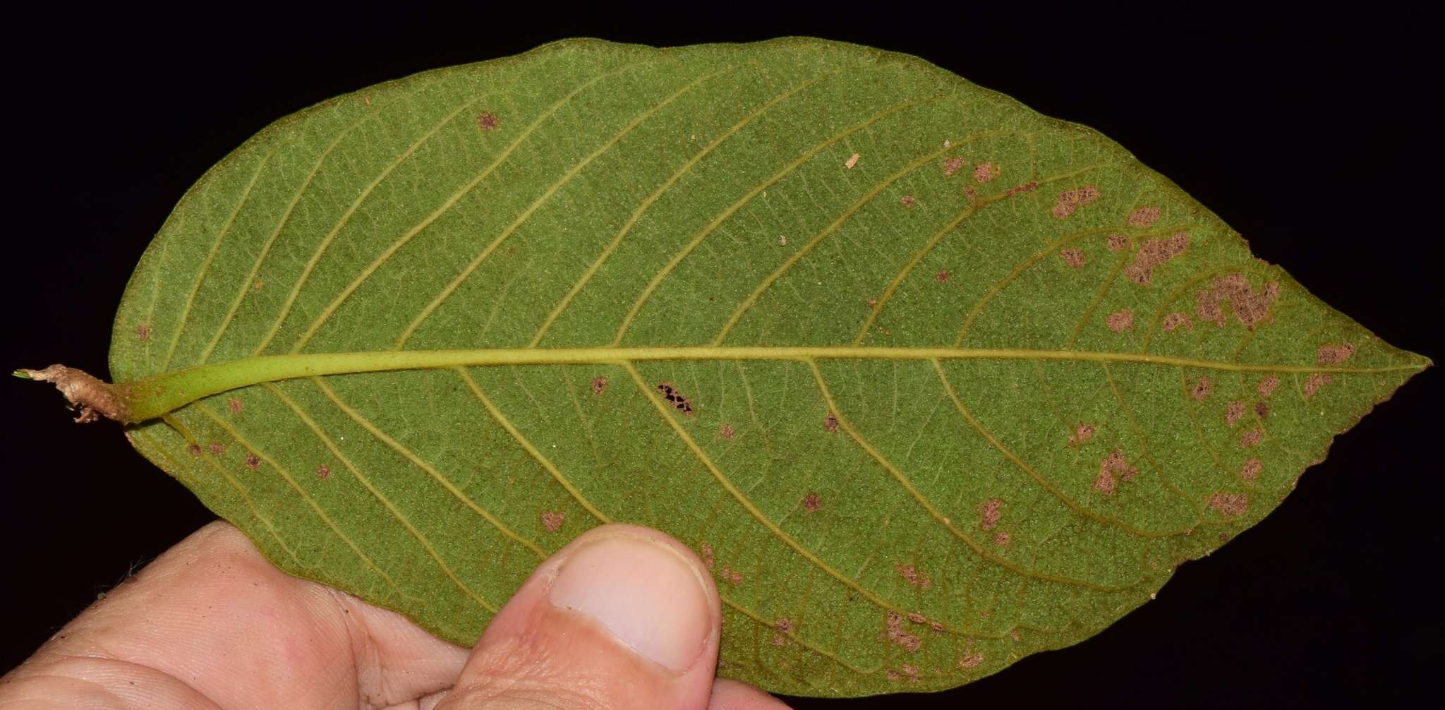 Ruprechtia fusca Fern. resmi