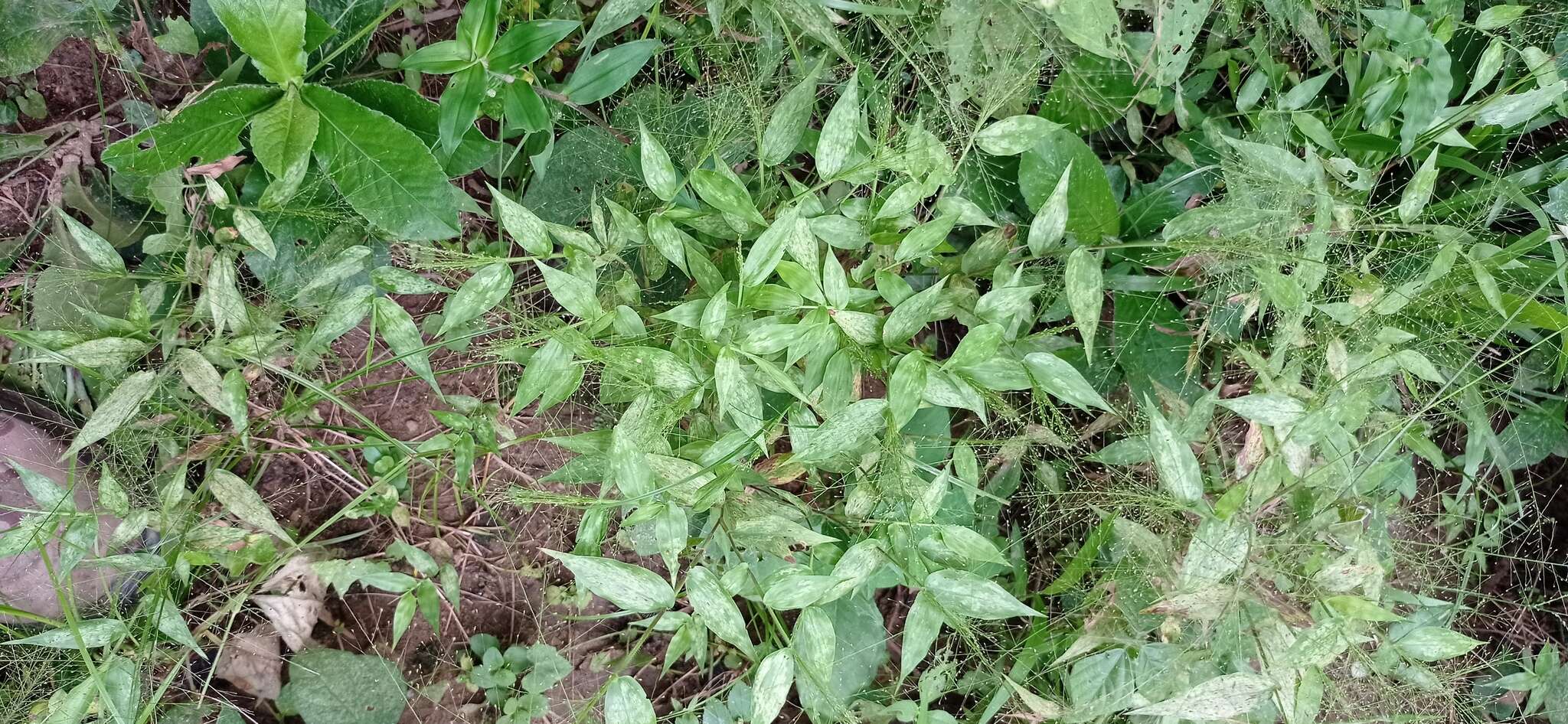 Image de Panicum trichoides Sw.