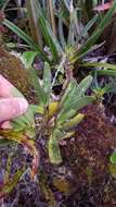 Image of Angraecum borbonicum Bosser