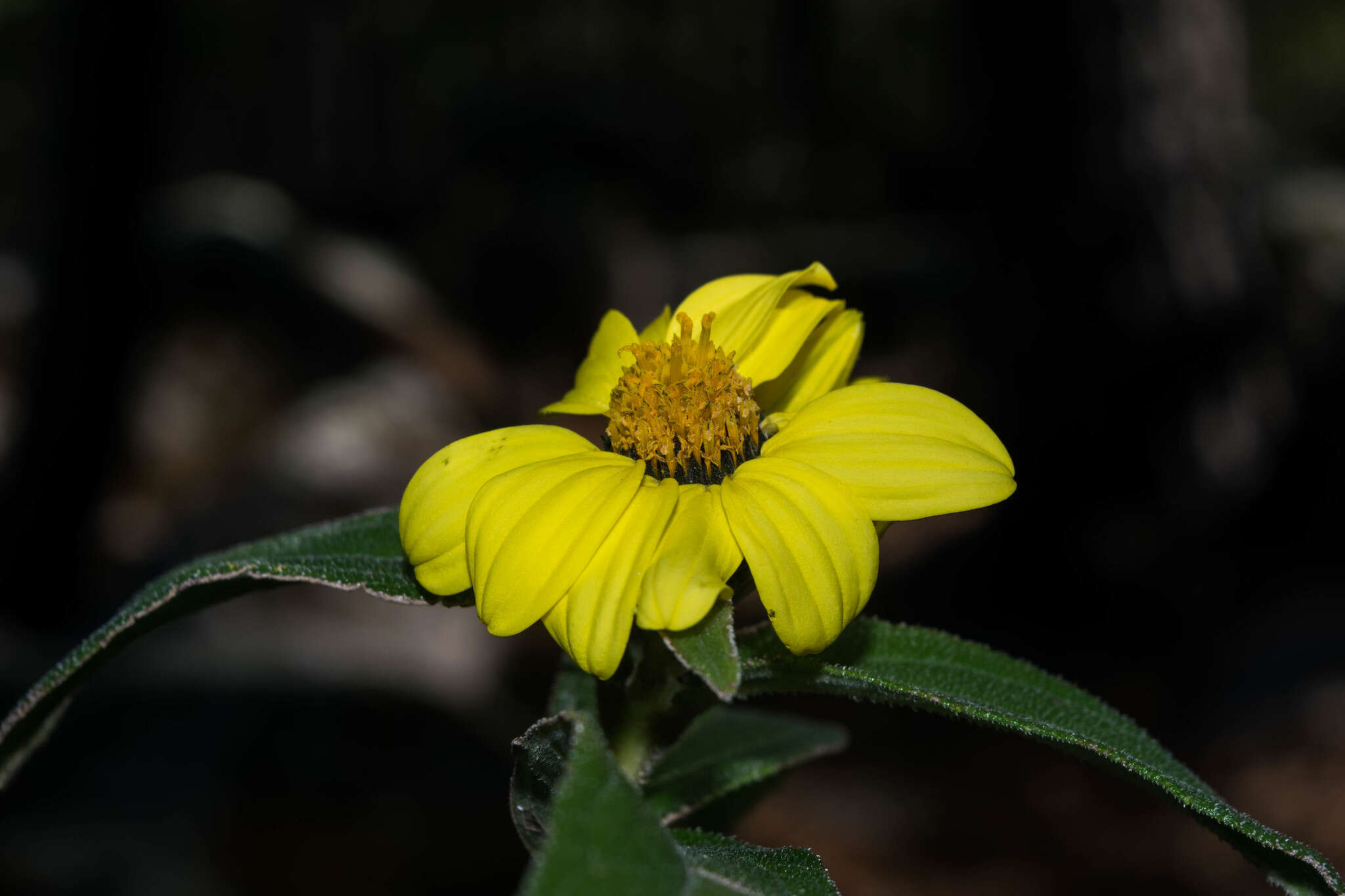 Image of Aldama pringlei (B. L. Rob. & Greenm.) E. E. Schill. & Panero