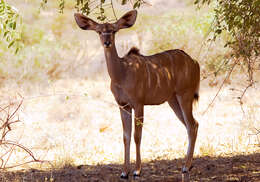 Image of Tragelaphus strepsiceros chora (Cretzschmar 1826)