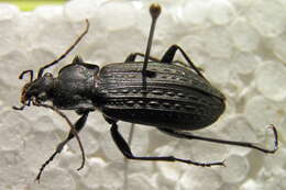 Слика од Carabus (Carabus) granulatus telluris Bates 1883