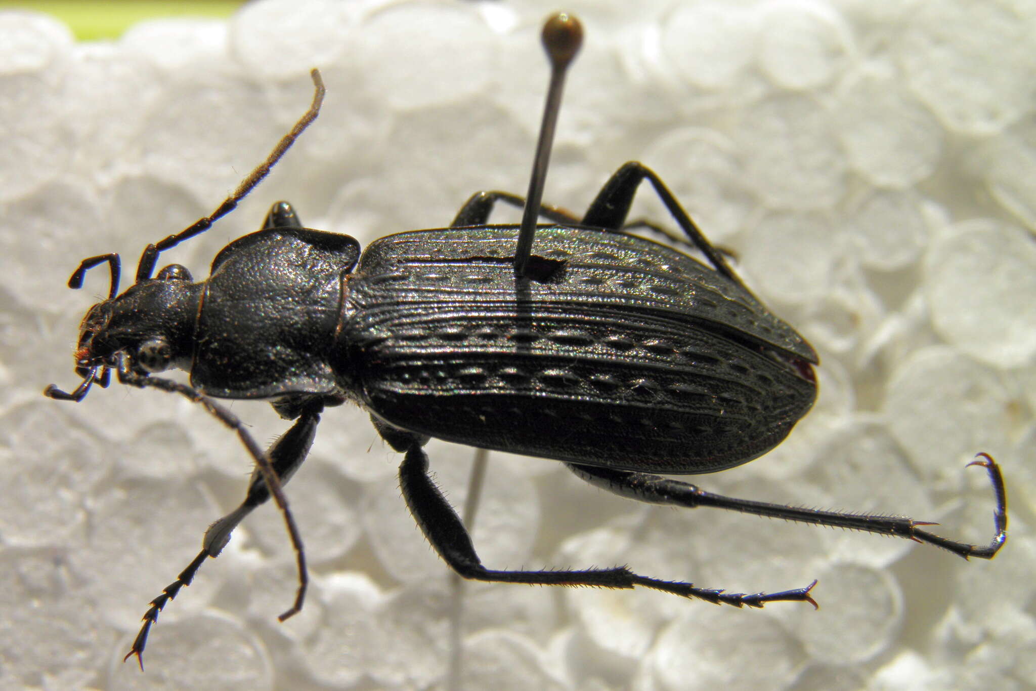 Image of Carabus (Carabus) granulatus telluris Bates 1883