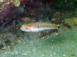 Image of Spotted goby