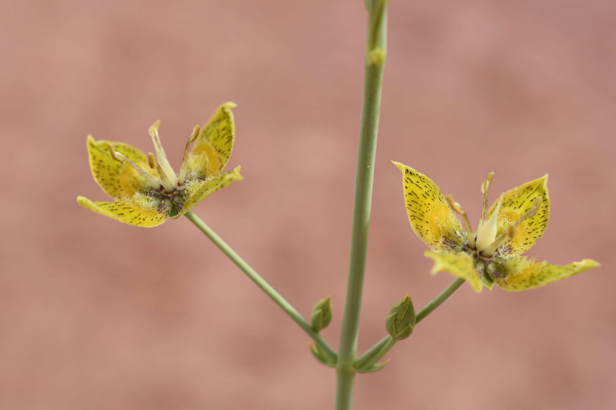 Image of tufted frasera