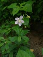 Image of Ceylon spinach