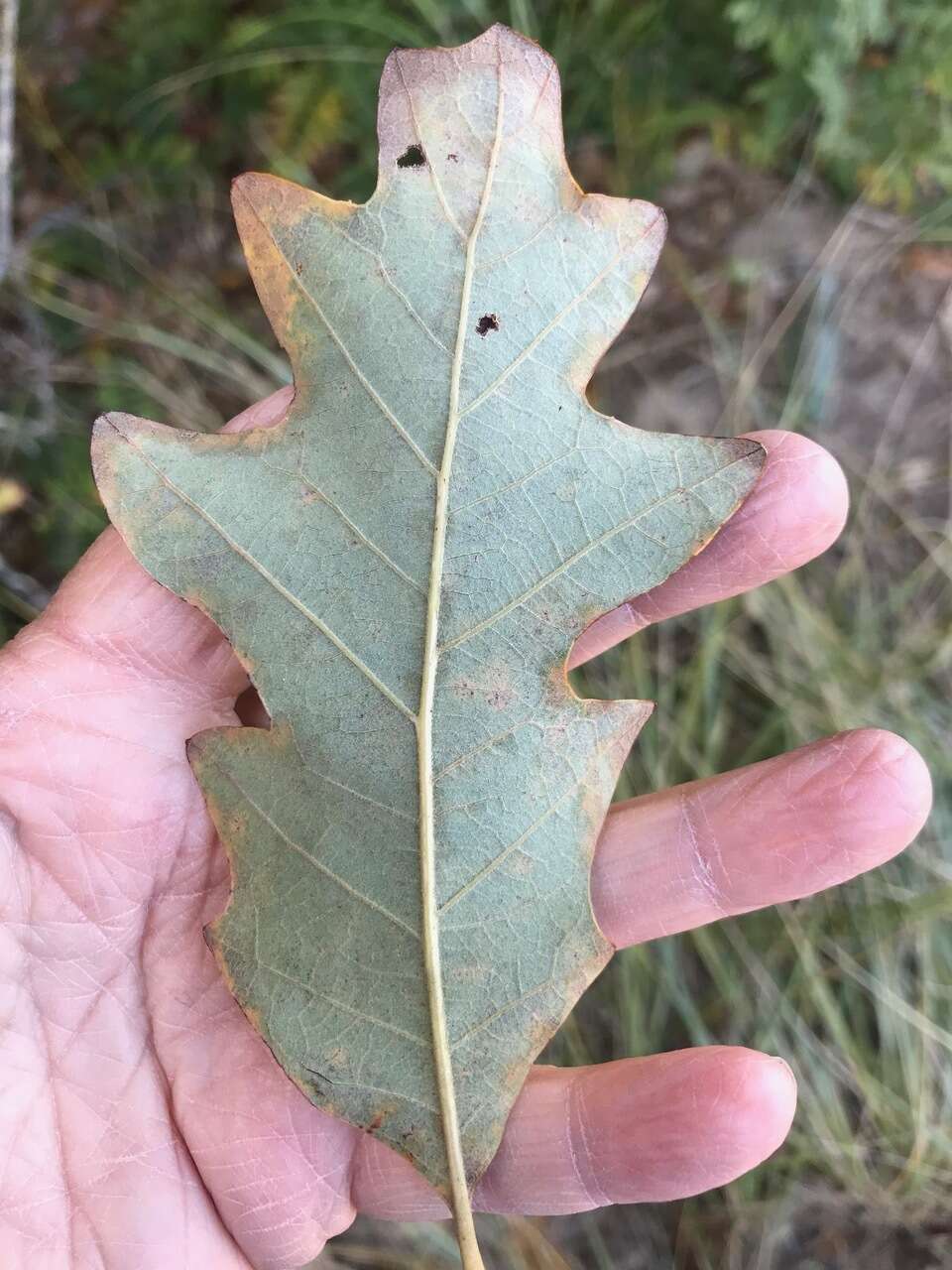 Imagem de Quercus stelloides E. J. Palmer