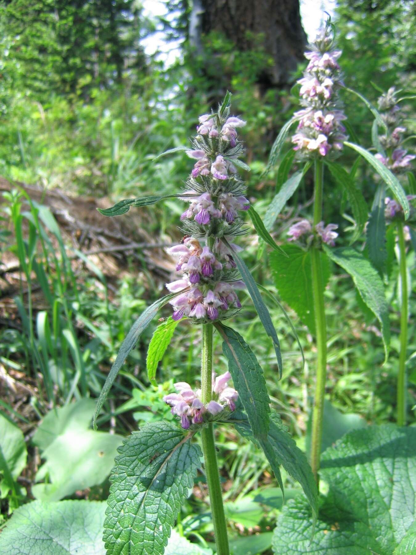 Image of Phlomoides alpina (Pall.) Adylov, Kamelin & Makhm.