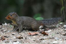 Image of Asian Red-cheeked Squirrel