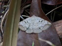 Blasticorhinus rivulosa Walker 1865 resmi