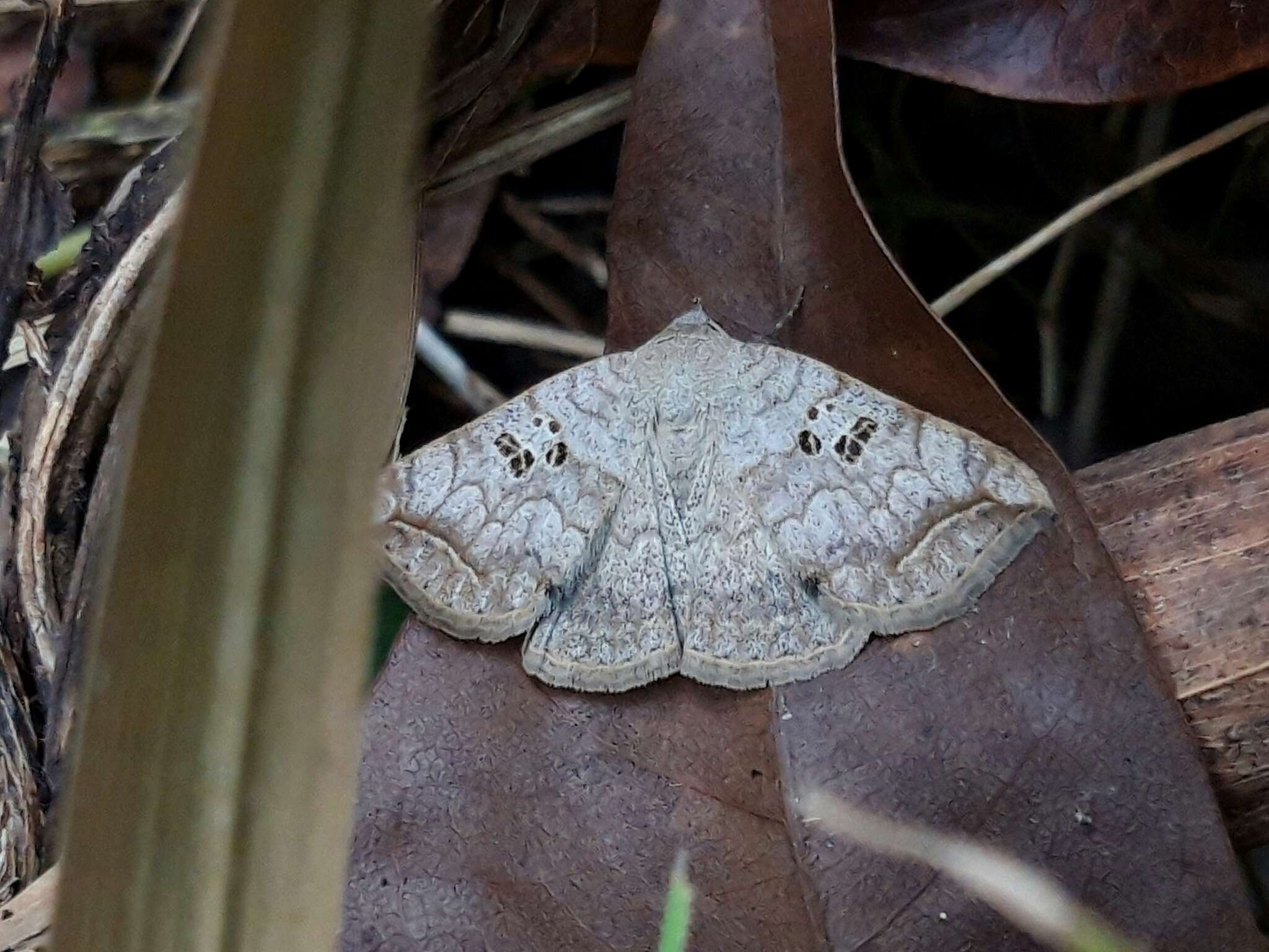 Blasticorhinus rivulosa Walker 1865 resmi