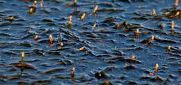 Image of Lesser Pondweed