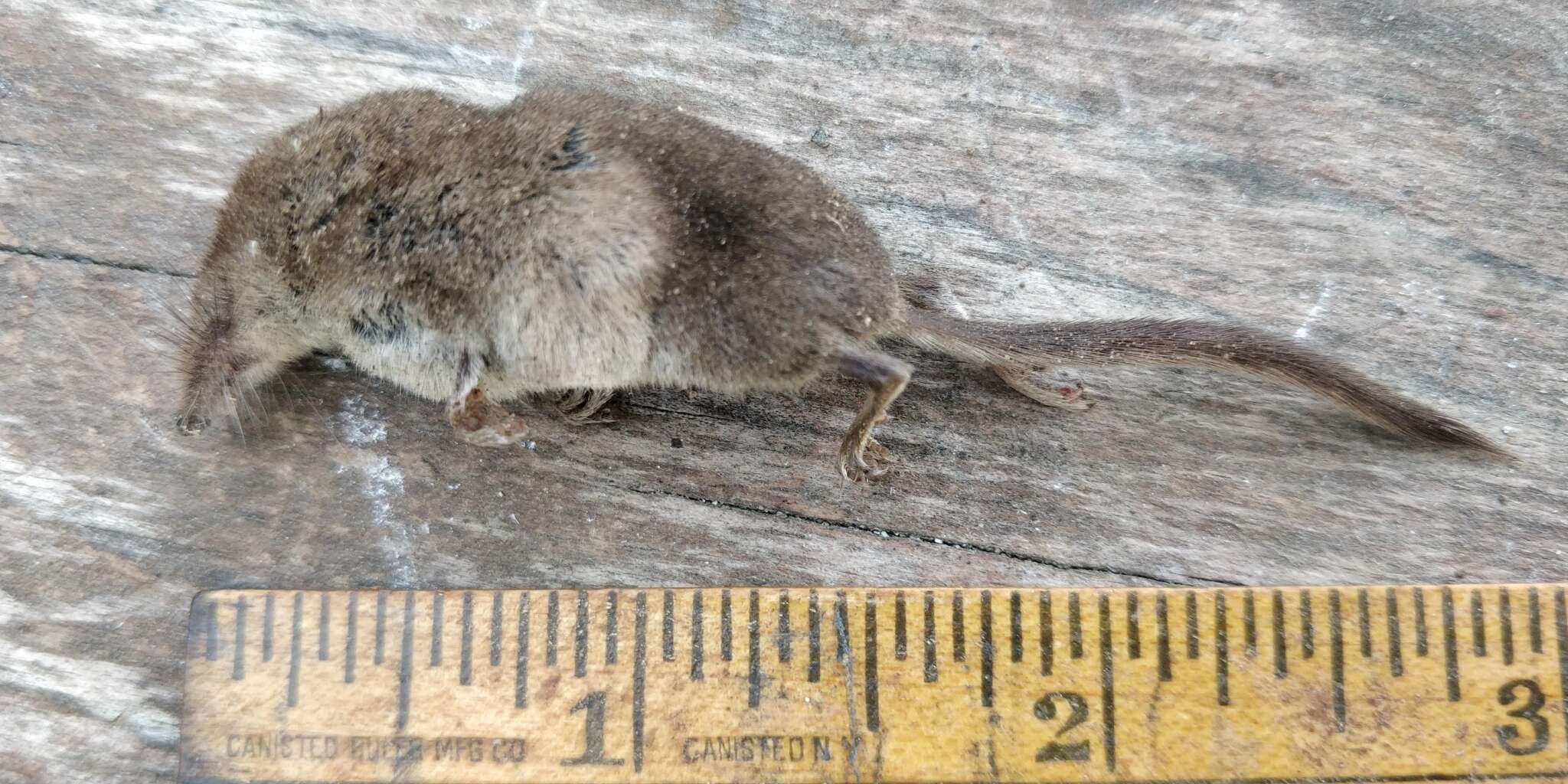 Image of Hayden's Shrew