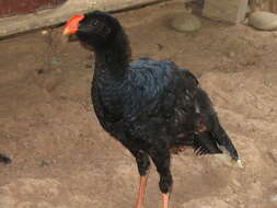 Image of Razor-billed Curassow