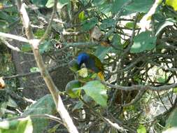 Image of Blue-capped Tanager