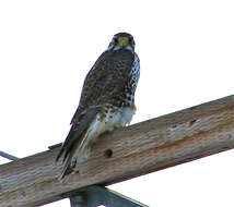 Image of Prairie Falcon