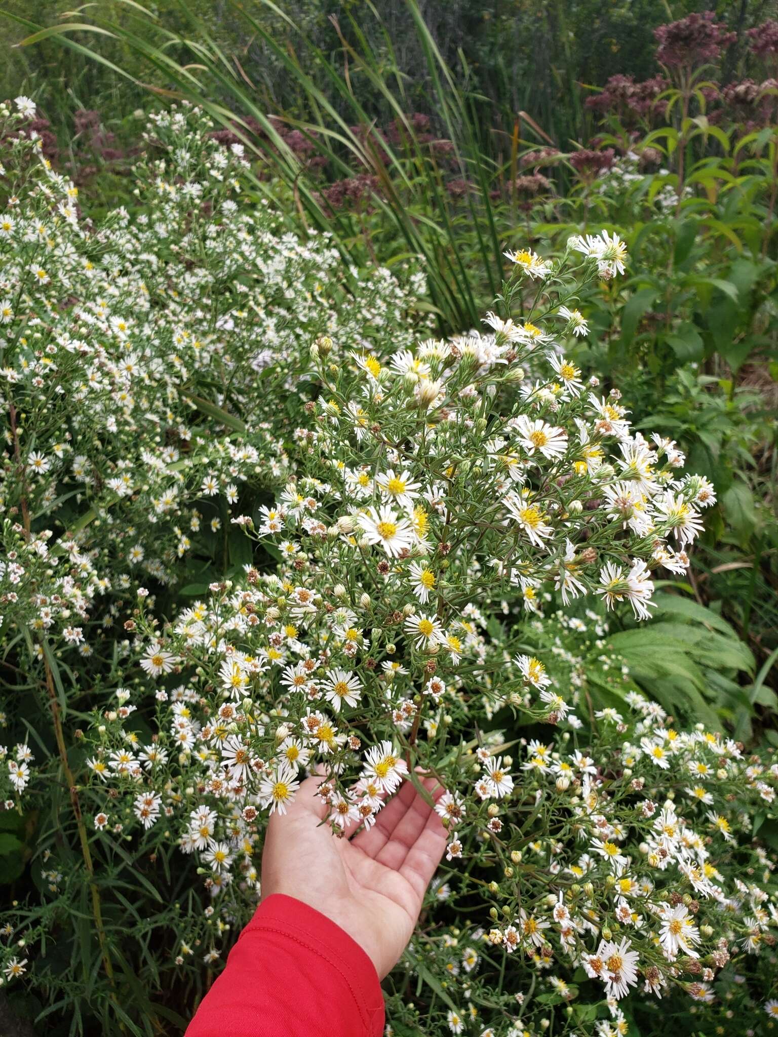 Image of Symphyotrichum lanceolatum var. interior (Wieg.) G. L. Nesom