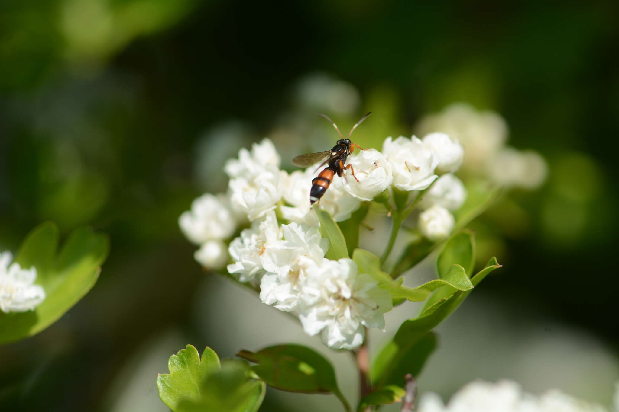 Image of Ichneumon sarcitorius Linnaeus 1758