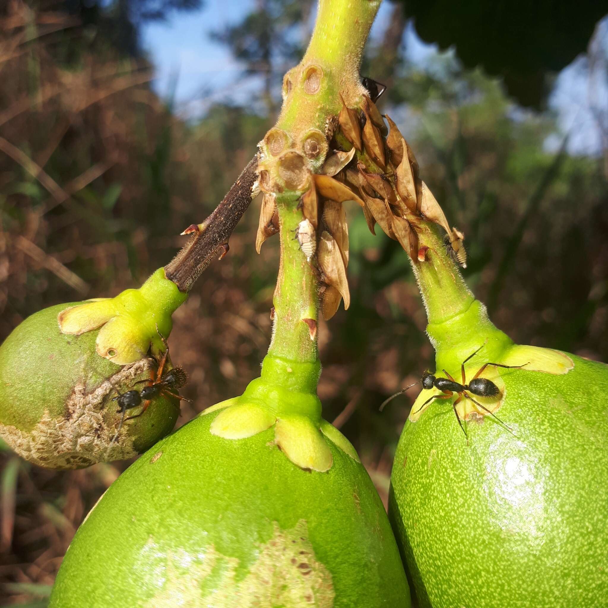 صورة Enchenopa squamigera Linnaeus