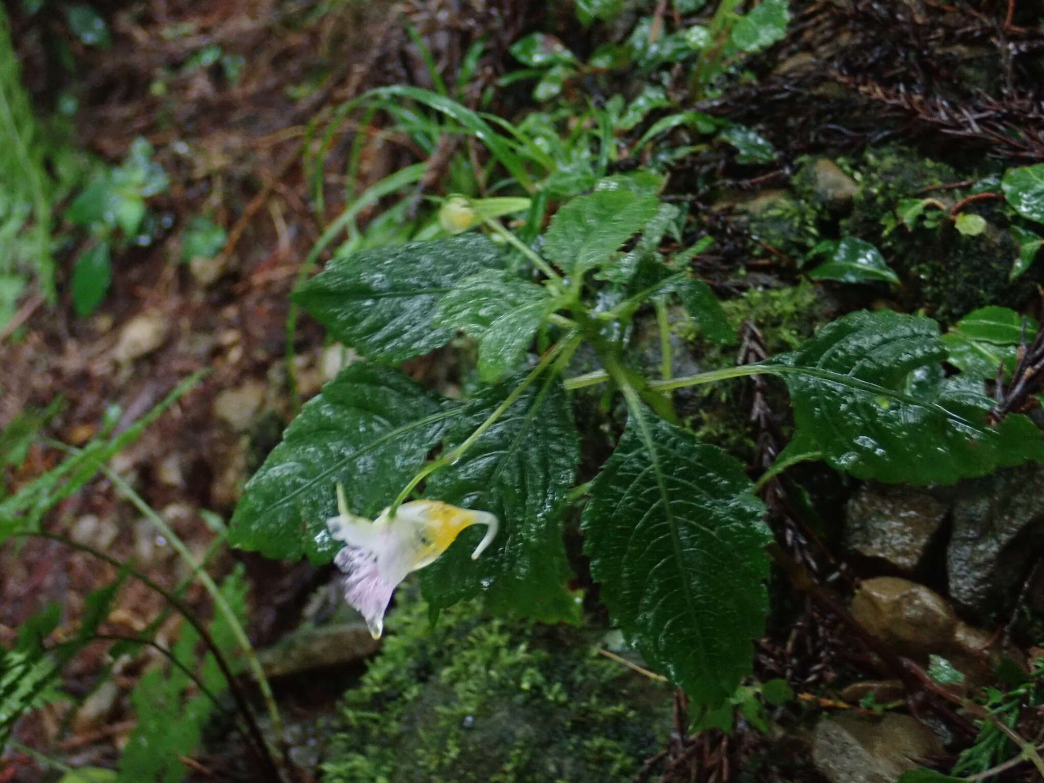 Impatiens uniflora Hayata resmi