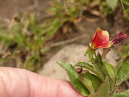 Oenothera epilobiifolia Kunth的圖片