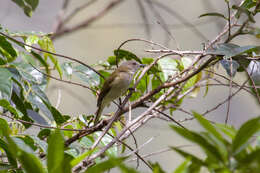 Слика од Pachycephala simplex Gould 1843