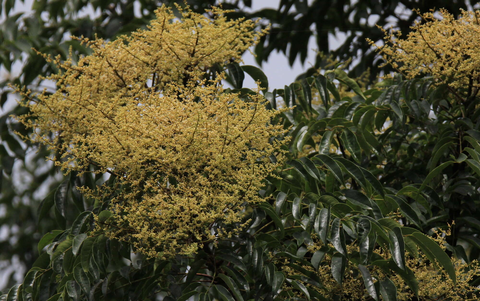 Image of Meliosma rhoifolia Maxim.