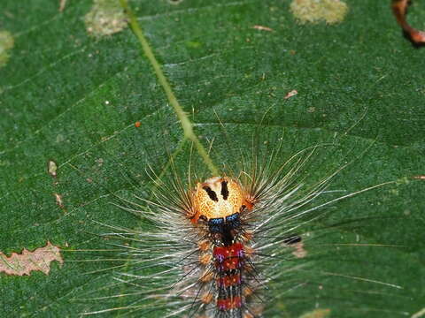 Слика од <i>Lymantria xylina</i>