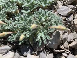 Imagem de Oenothera cespitosa subsp. crinita (Munz) Munz