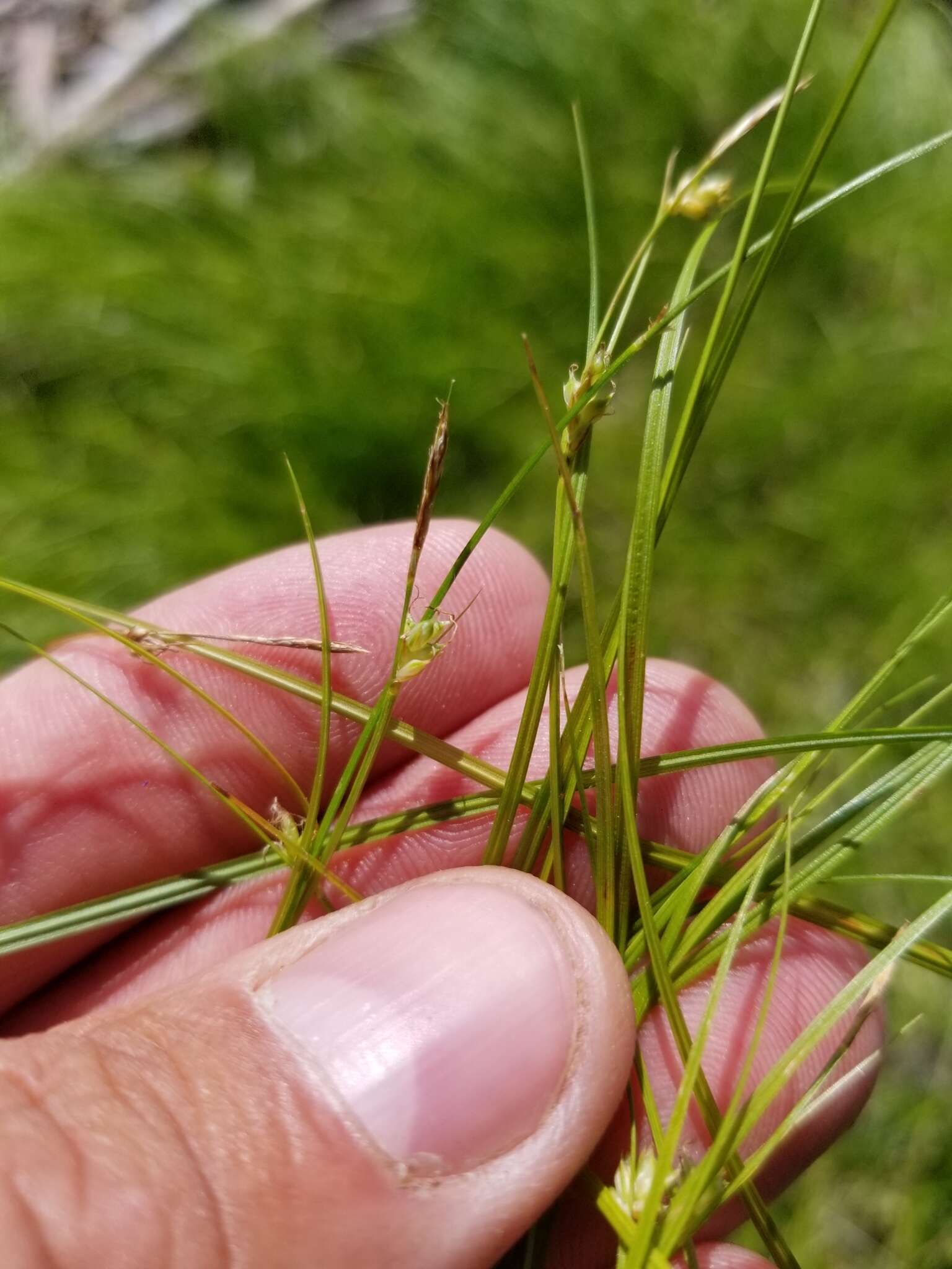 Image of New England sedge