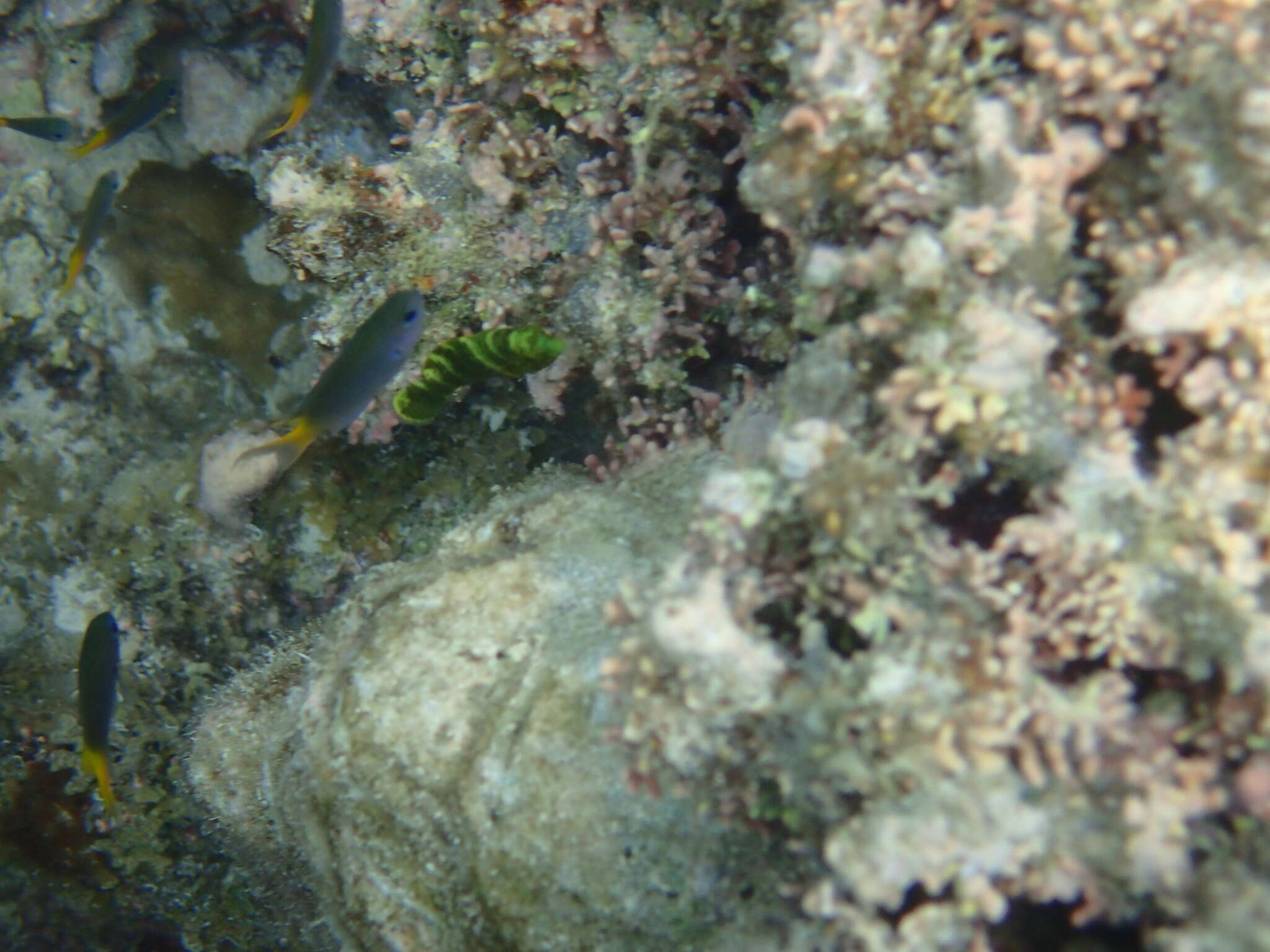 Image of Hemigymnus sexfasciatus (Rüppell 1835)