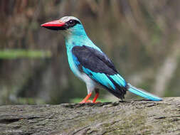 Image of Blue-breasted Kingfisher