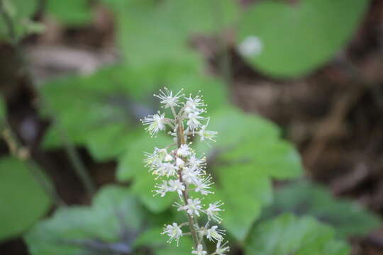 Image of Heartleaved foamflower