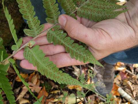 Image of Clinton's woodfern